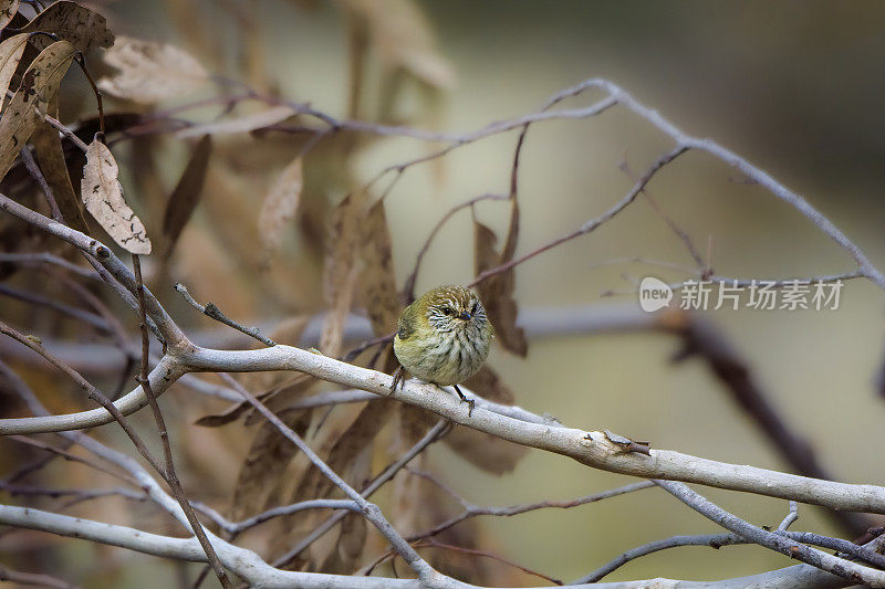 黄桑比尔(阿canthiza nana)